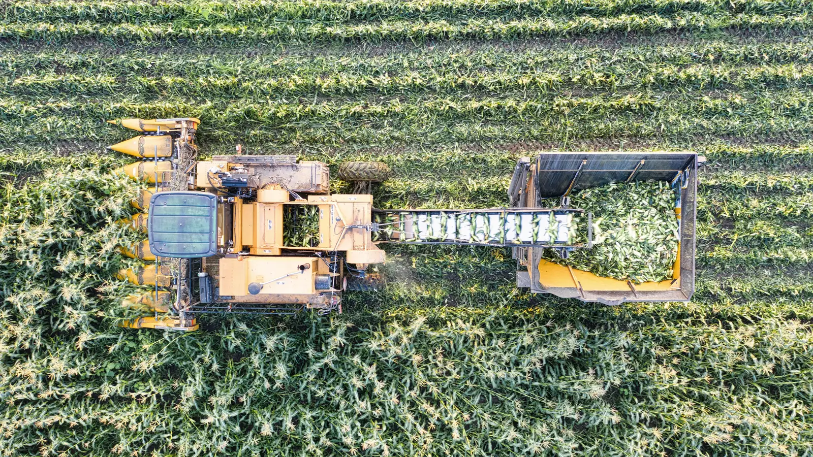 Maize harvester from above