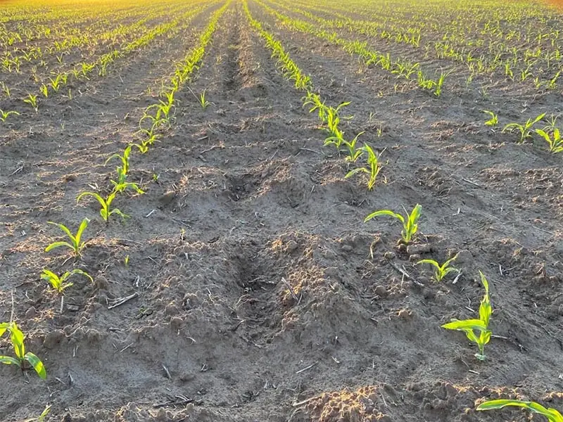 Young maize rows