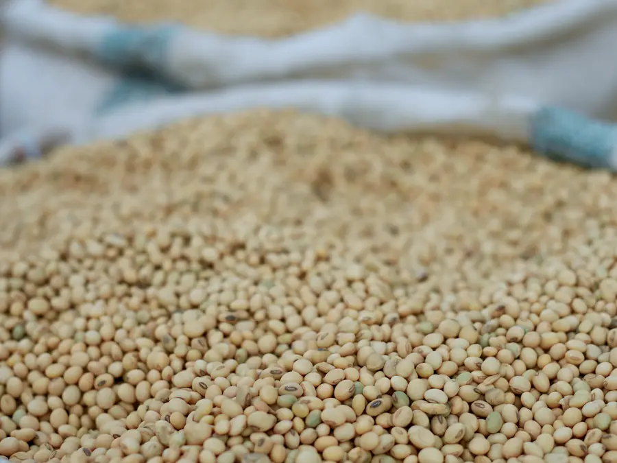 Soybeans in sacks